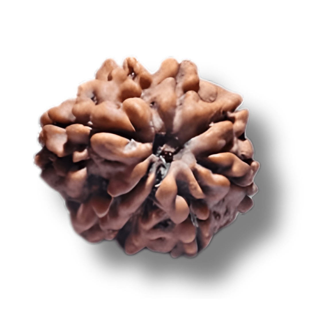 eight faced rudraksha, aath mukhi rudraksha, 8 mukhi Rudraksha, Ashta Mukhi Rudraksha, Eight Faces Rudraksha